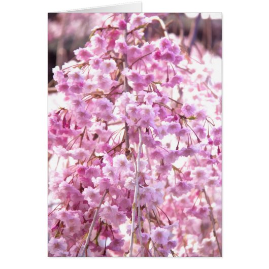 Painted Pink Weeping Willow Flowering Tree Cards (Front)