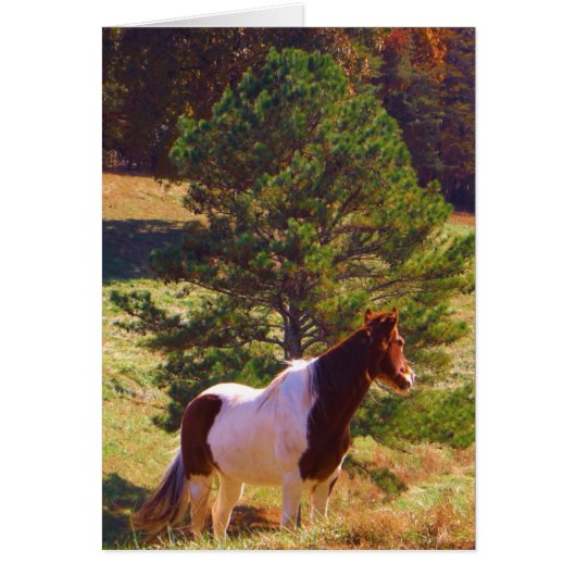 Painted Pony by the Pine (Front)