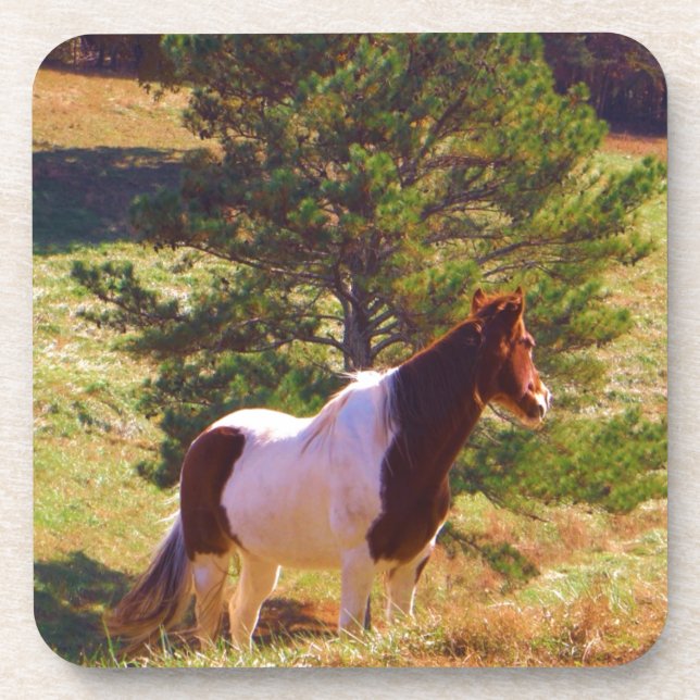 Painted Pony  by the Pine Beverage Coaster (Front)