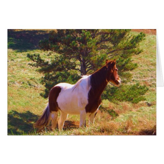 Painted Pony by the Pine Cards (Front Horizontal)