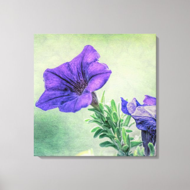 Painted Purple Petunia Canvas Art (Front)
