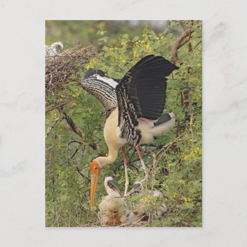 Painted Stork  youngonesKeoladeo National Postcard