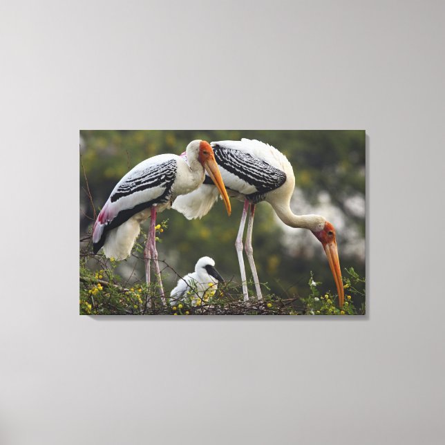 Painted Storks & young one at nest,Keoladeo Canvas Print (Front)