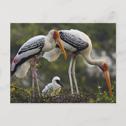 Painted Storks  young one at nestKeoladeo Postcard