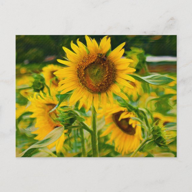 Painted Sunflowers Postcard (Front)