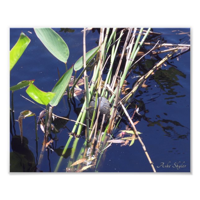Painted Turtle Among Reeds Photo Print (Front)