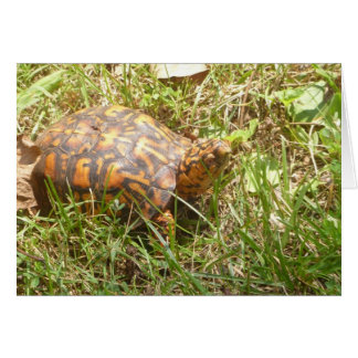 Painted Turtle Cards