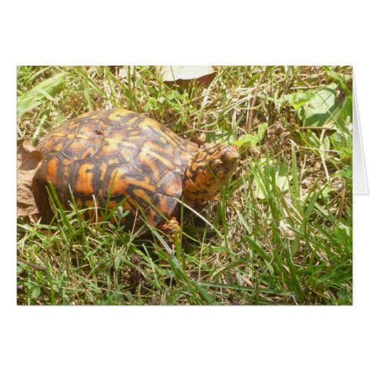 Painted Turtle Cards (Front Horizontal)