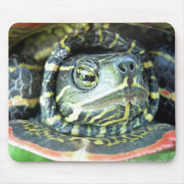Painted Turtle (Chrysemys picta) 2 Mouse Pad (Front)