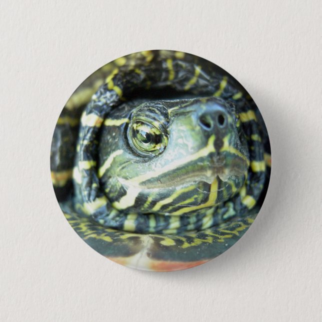 Painted Turtle (Chrysemys picta) 2 Pinback Button (Front)