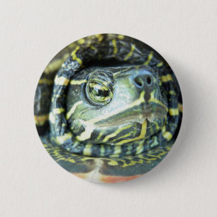 Painted Turtle (Chrysemys picta) 2 Pinback Button