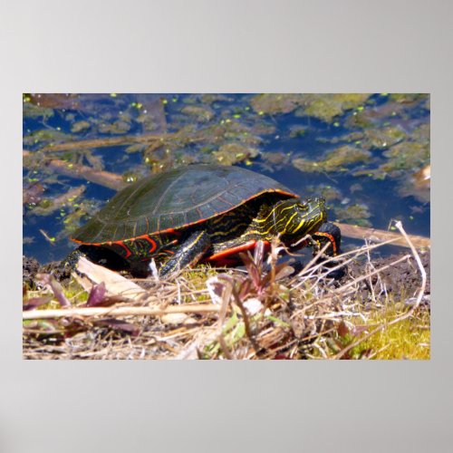 Painted Turtle Chrysemys picta 3 Poster