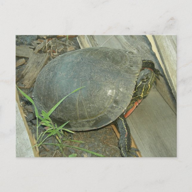 Painted Turtle (Chrysemys picta) Postcard (Front)