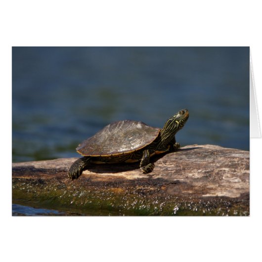 Painted Turtle on a branch Cards (Front Horizontal)