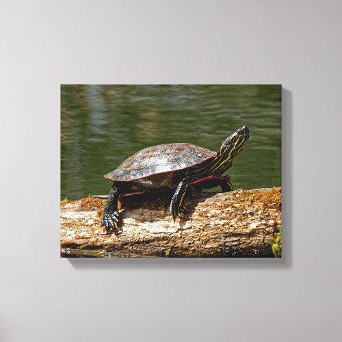 Painted Turtle on a Log 11x14 Canvas Print