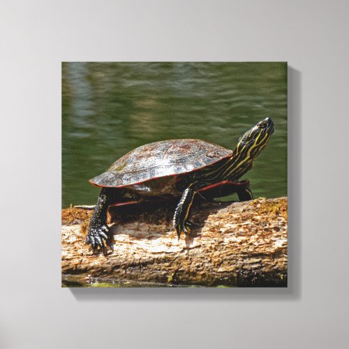 Painted Turtle on a Log 12x12 Canvas Print