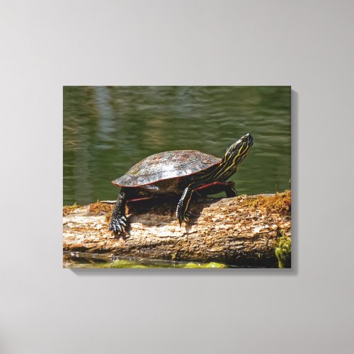 Painted Turtle on a Log 16x20 Canvas Print