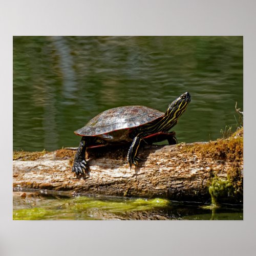 Painted Turtle on a Log 16x20 Poster