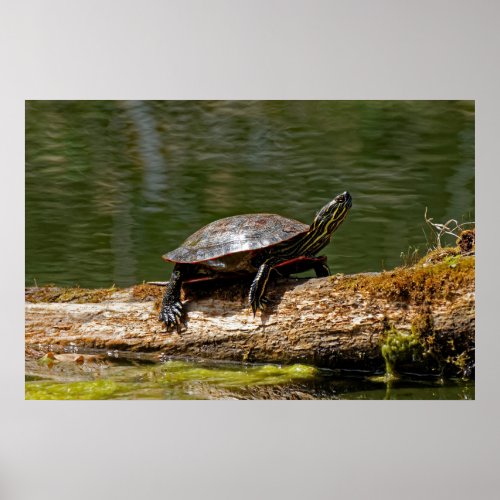 Painted Turtle on a Log 20x30 Poster