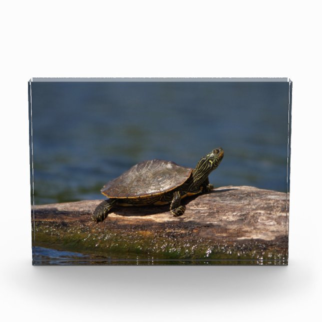 Painted turtle on a log acrylic award (Front)