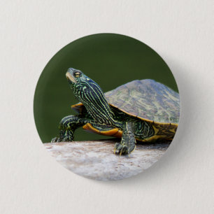Painted turtle on a log button