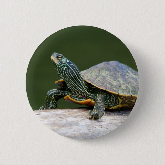 Painted turtle on a log button (Front)