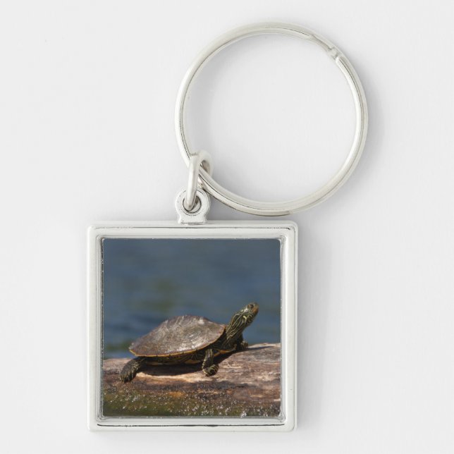 Painted turtle on a log keychain (Front)