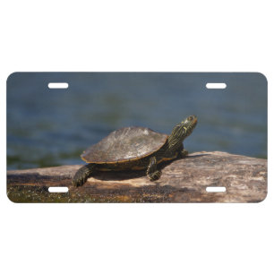Painted turtle on a log license plate