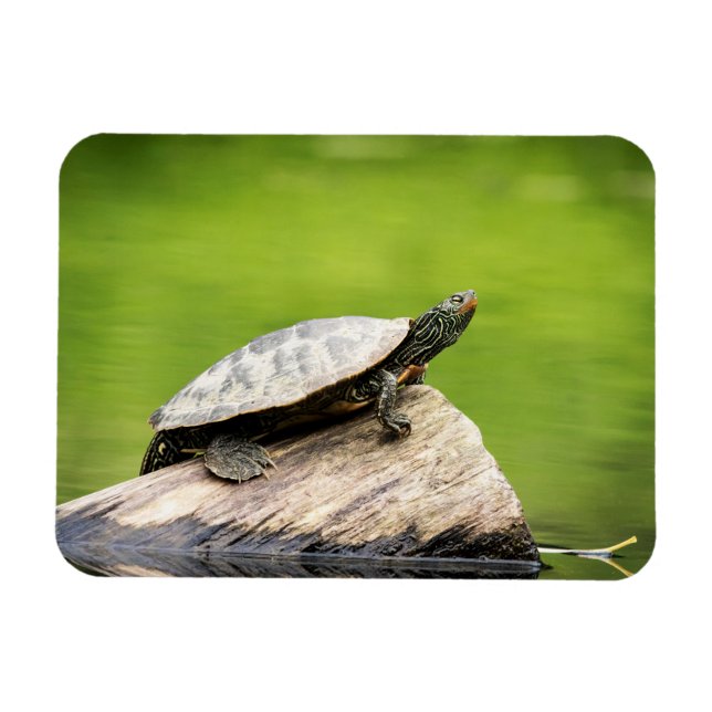 Painted Turtle on a log Magnet (Horizontal)