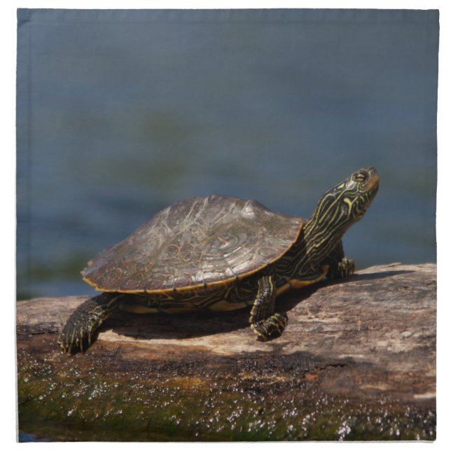 Painted turtle on a log napkin (Front)