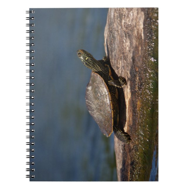 Painted turtle on a log notebook (Front)