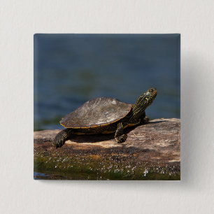 Painted turtle on a log pinback button
