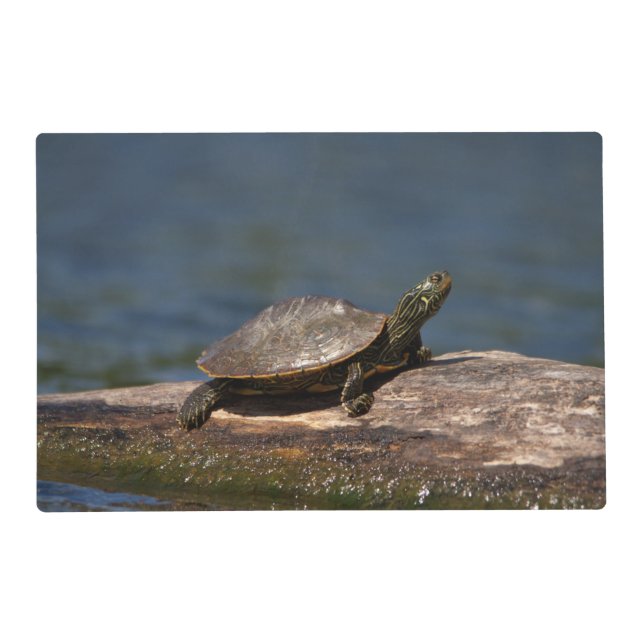 Painted turtle on a log placemat (Front)