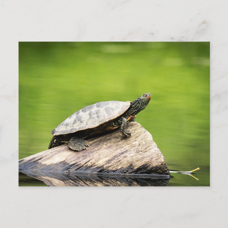 Painted Turtle on a log Postcard | Zazzle