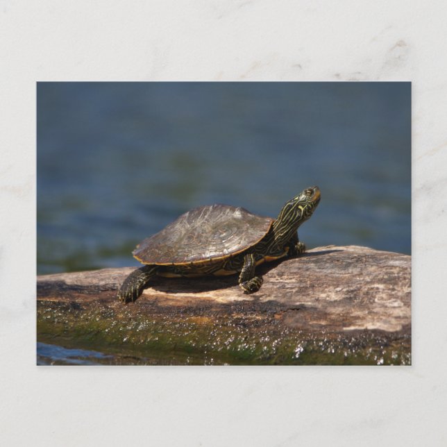 Painted turtle on a log postcard (Front)