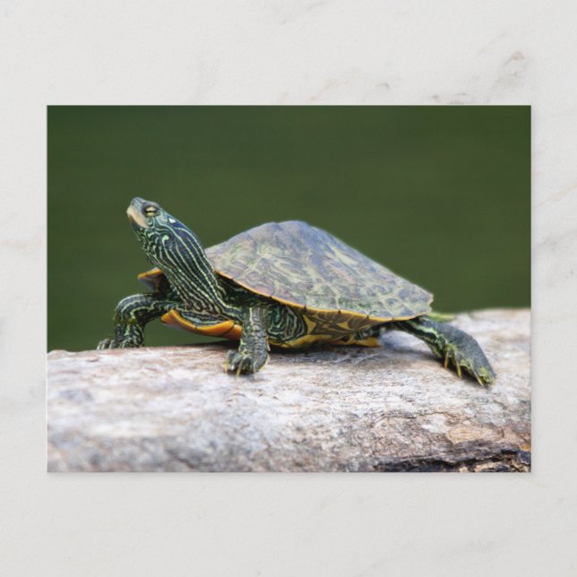 Painted turtle on a log postcard (Front)