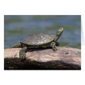 Painted Turtle on a sunny day (Front Horizontal)