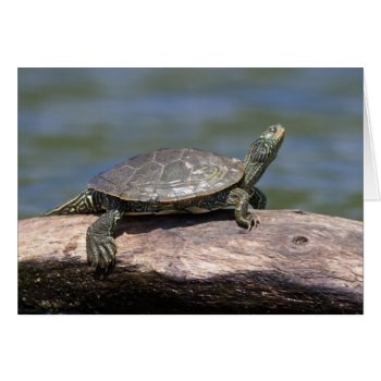 Painted Turtle On A Sunny Day by debscreative at Zazzle