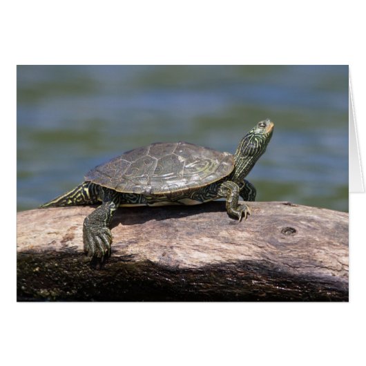 Painted Turtle on a sunny day Cards (Front Horizontal)