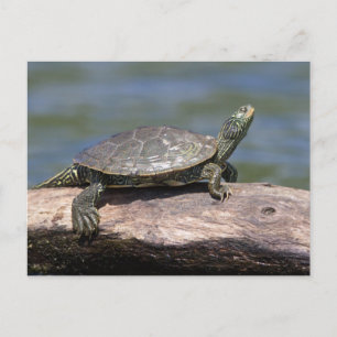Painted Turtle on a sunny day Postcard