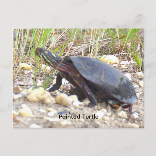 Painted Turtle Photo Postcard (Front)