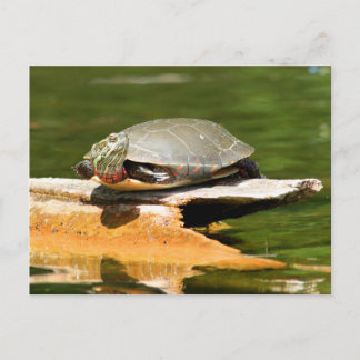 Painted Turtle Postcard