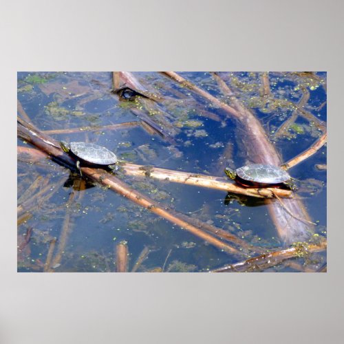 Painted Turtles Chrysemys picta Poster