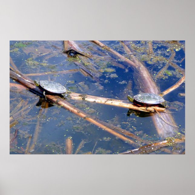 Painted Turtles (Chrysemys picta) Poster (Front)