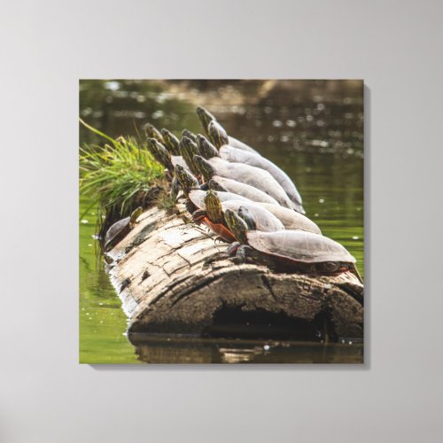 Painted Turtles Sunning Themselves In A Pond Canvas Print