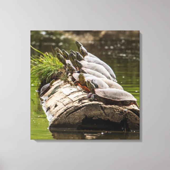 Painted Turtles Sunning Themselves In A Pond Canvas Print (Front)