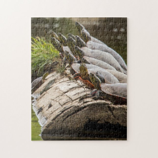 Painted Turtles Sunning Themselves In A Pond Jigsaw Puzzle (Vertical)
