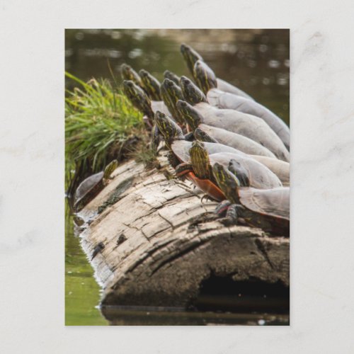 Painted Turtles Sunning Themselves In A Pond Postcard