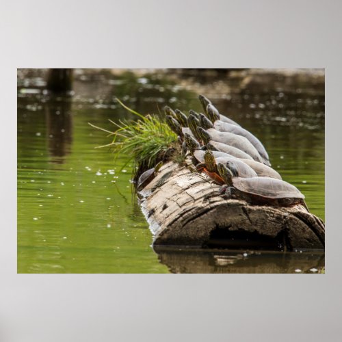 Painted Turtles Sunning Themselves In A Pond Poster