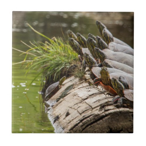 Painted Turtles Sunning Themselves In A Pond Tile